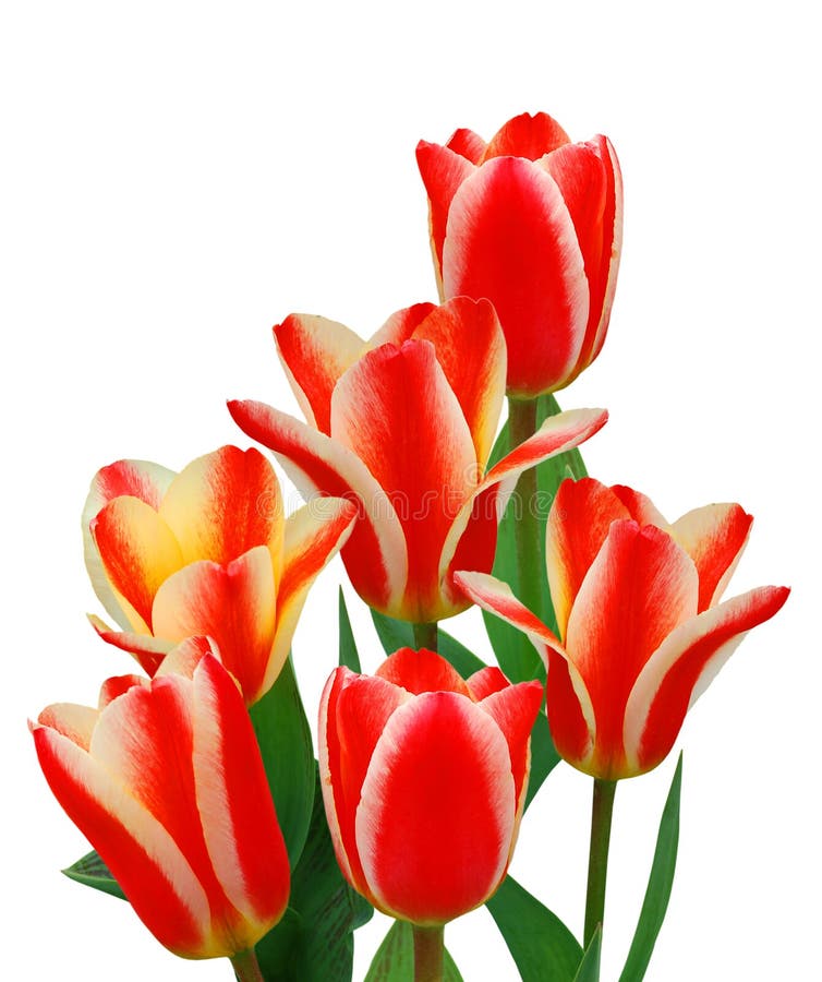 Daffodil Bouquet stock image. Image of pretty, bright 9158511