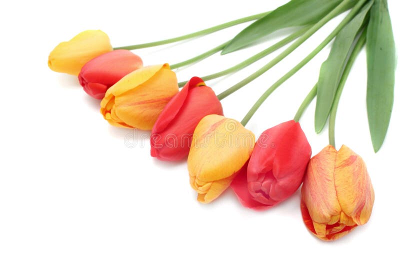 Bouquet of tulips