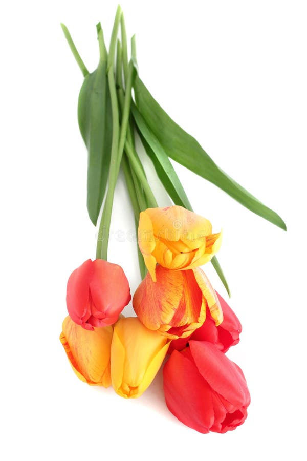 Bouquet of tulips