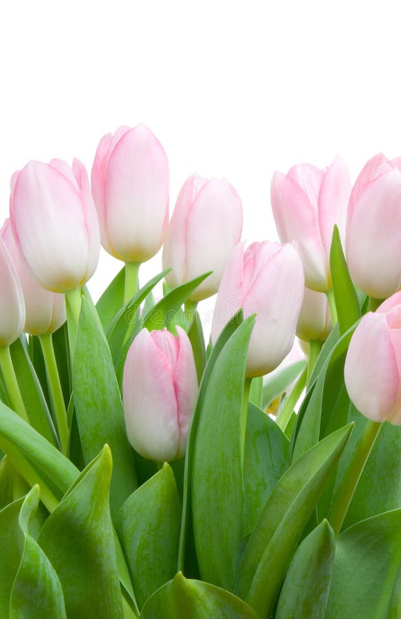 Bouquet of tulips stock image. Image of background, romance 2292531