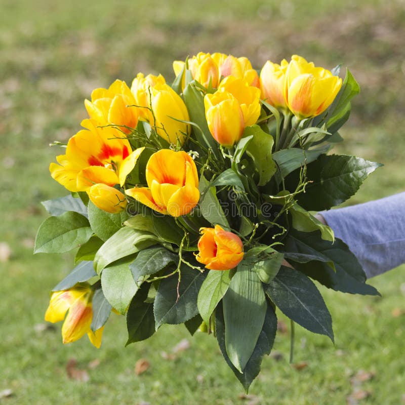 Bouquet of tulips stock photo. Image of mother, elegant 24308504