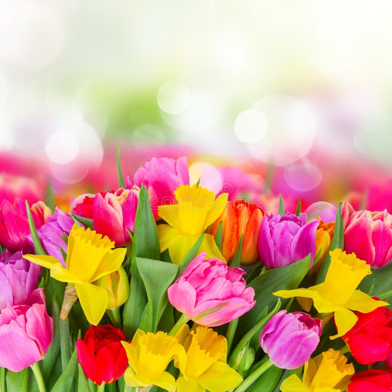 Bouquet Of Tulips And Daffodils Stock Image - Image of daffodils, bosom ...