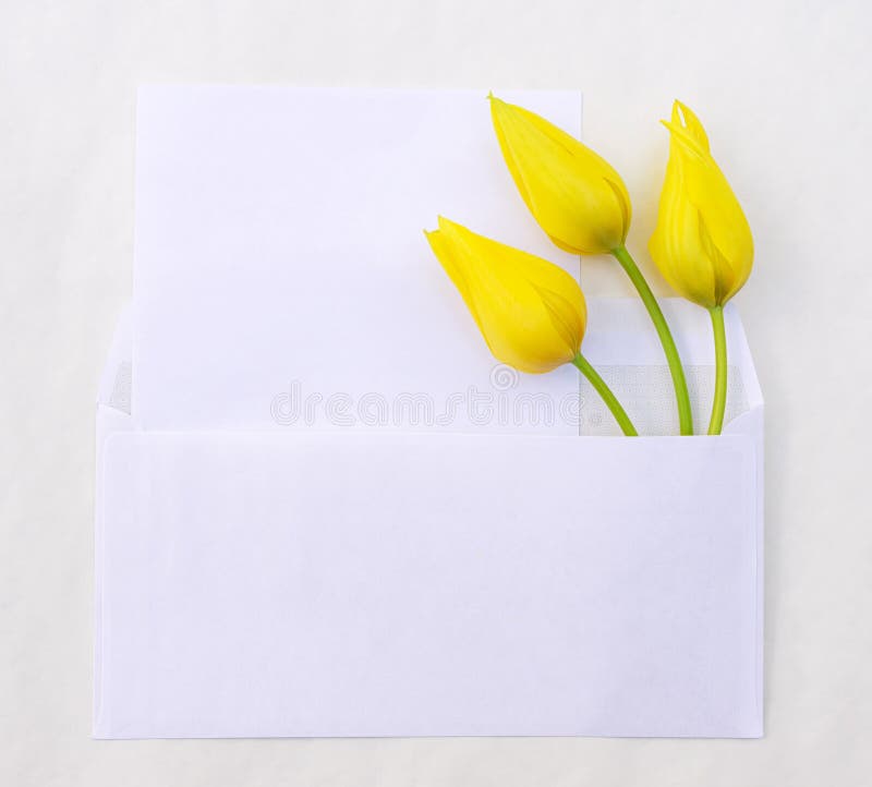 Bouquet of tulips in an envelope royalty free stock image