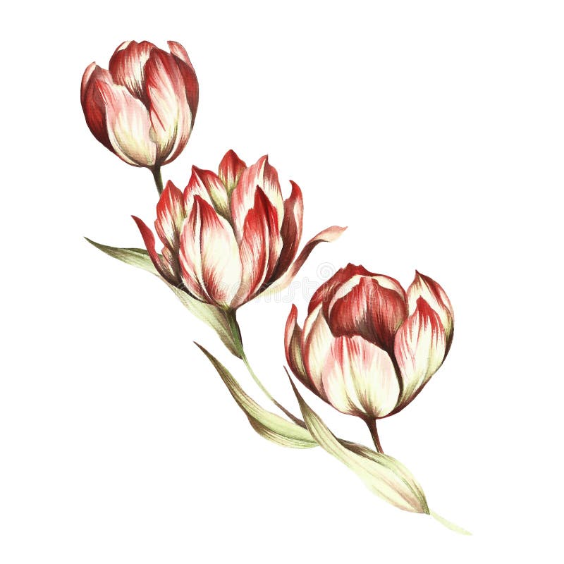 download bouquet of tulips hand draw watercolor illustration stock illustration image 88711359