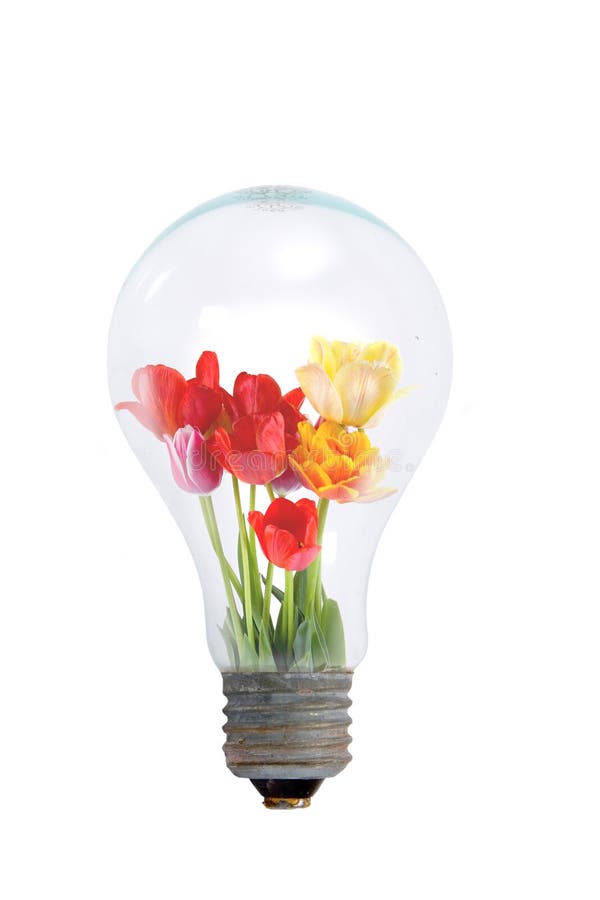 Bouquet of Tulips in a Light Bulb Stock Image Image of renewable