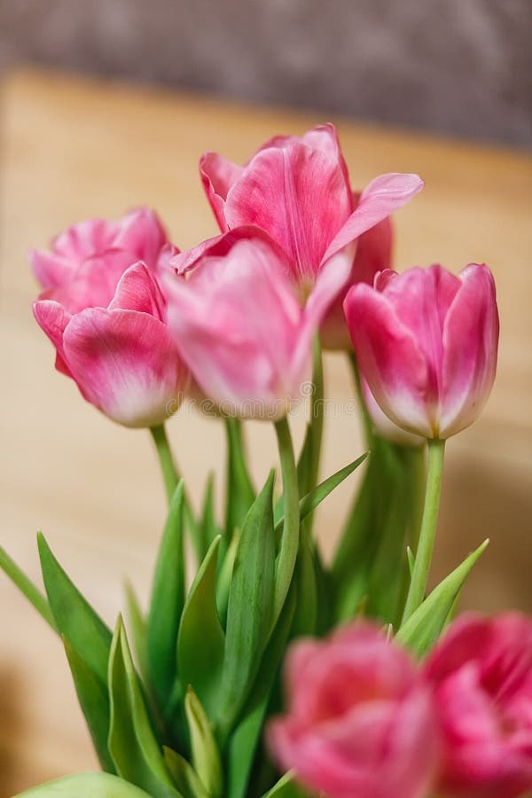 Bouquet of Tulips in Spring Stock Photo Image of nature, love 109135490