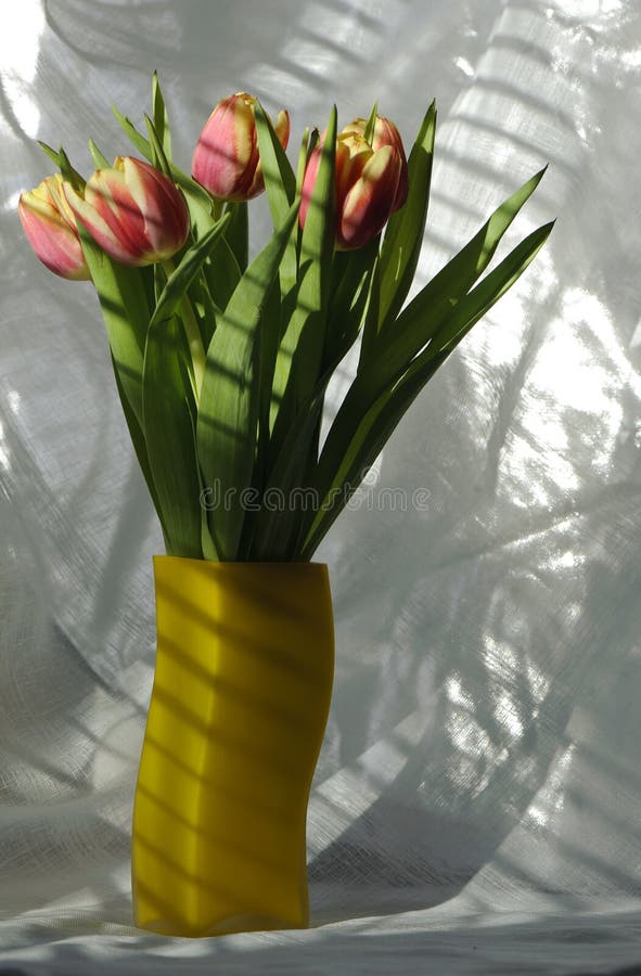 Tulips in a vase stock photo. Image of greetings, flora 28744706