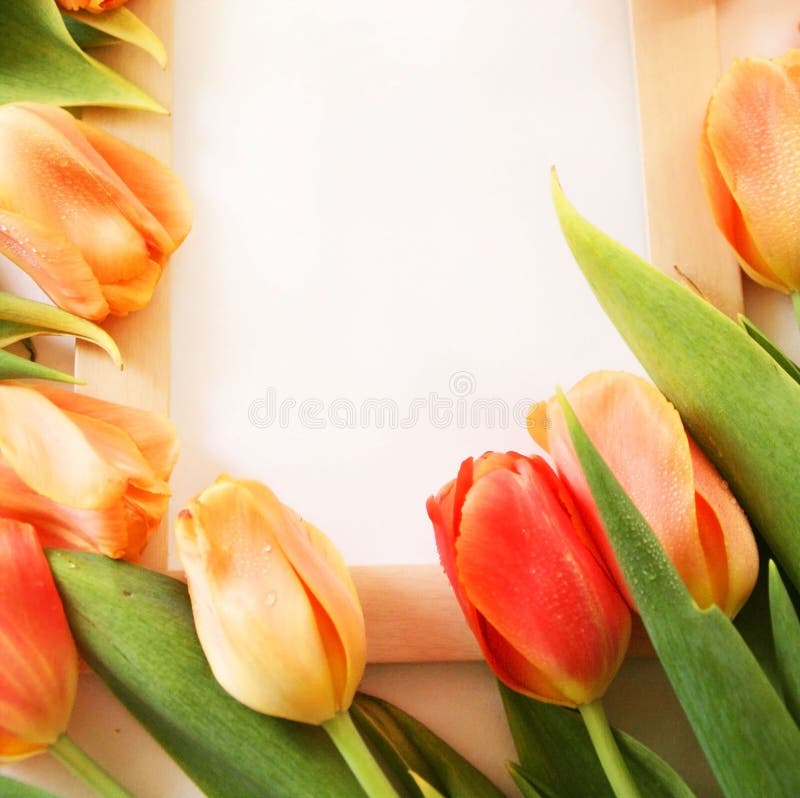 Bouquet Of Tulips And White Mockup Frame On White Background. Easter Or Birth Day Greeting Mock ...