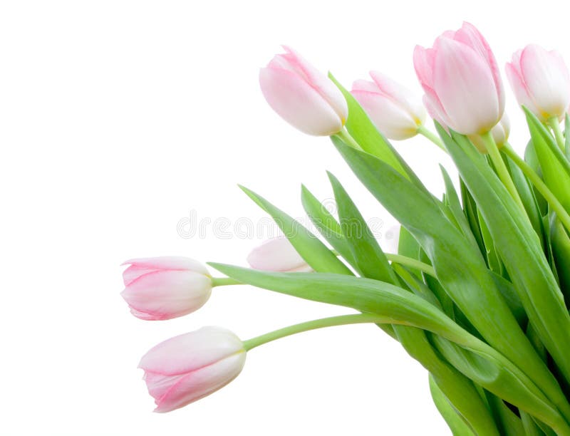 Bunch of flowers stock photo. Image of special, bouquet - 3263740