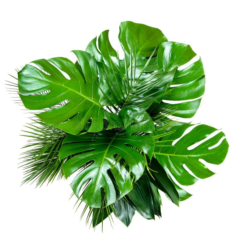 Bouquet of Various Tropical Leaves on White Background Stock Photo ...