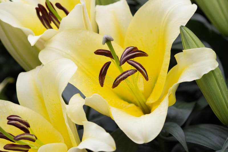 Bouquet of Various Lilies on Green Background Stock Image Image of