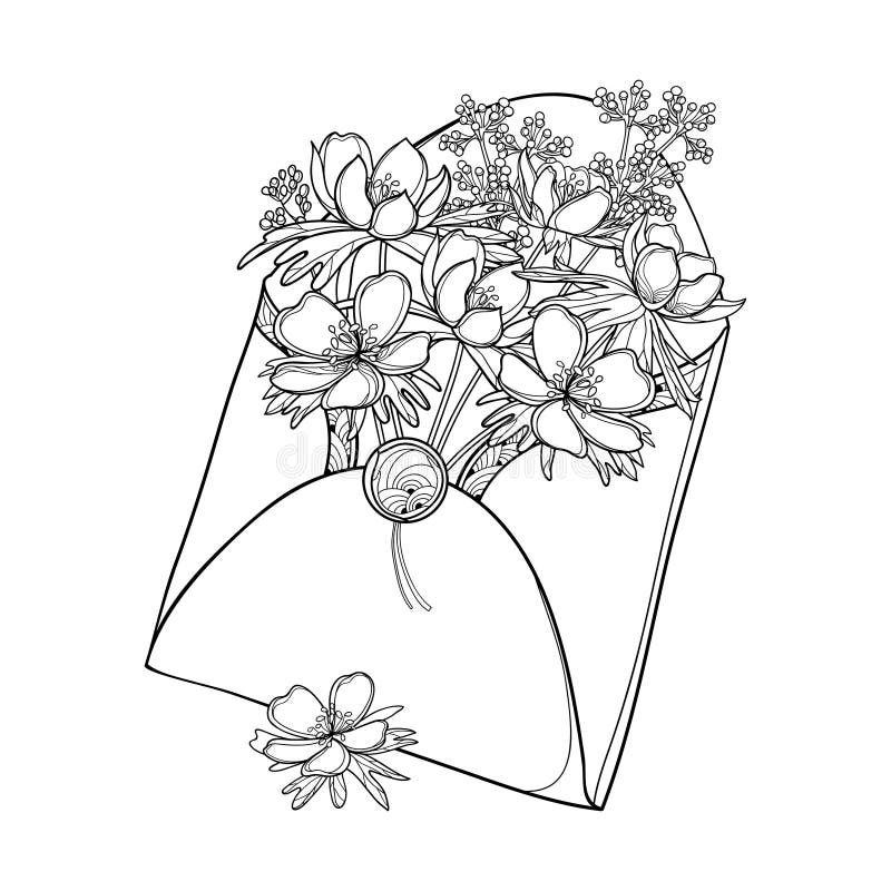 Vector bouquet with outline Eranthis or winter aconite in open envelope in black isolated on white background. Floral bunch with early flower Eranthis in contour style for spring coloring book. Vector bouquet with outline Eranthis or winter aconite in open envelope in black isolated on white background. Floral bunch with early flower Eranthis in contour style for spring coloring book.