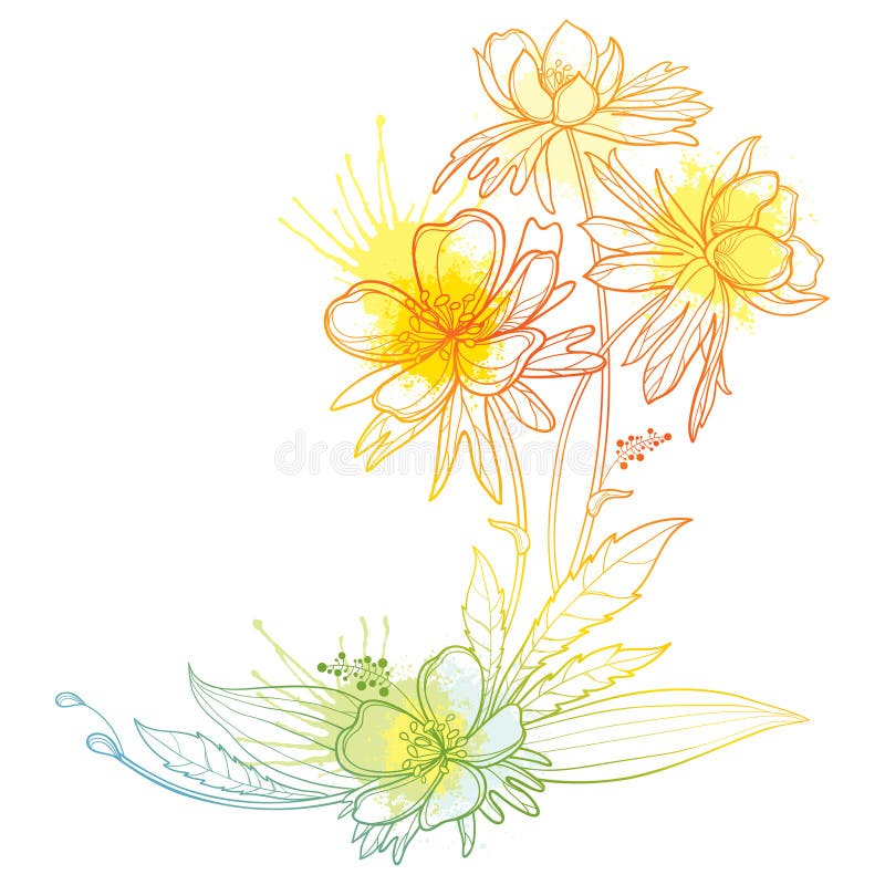 Vector corner bouquet with outline Eranthis or winter aconite flower and leaves in pastel yellow isolated on white background. Floral bunch with contour Eranthis for spring decor. Vector corner bouquet with outline Eranthis or winter aconite flower and leaves in pastel yellow isolated on white background. Floral bunch with contour Eranthis for spring decor.