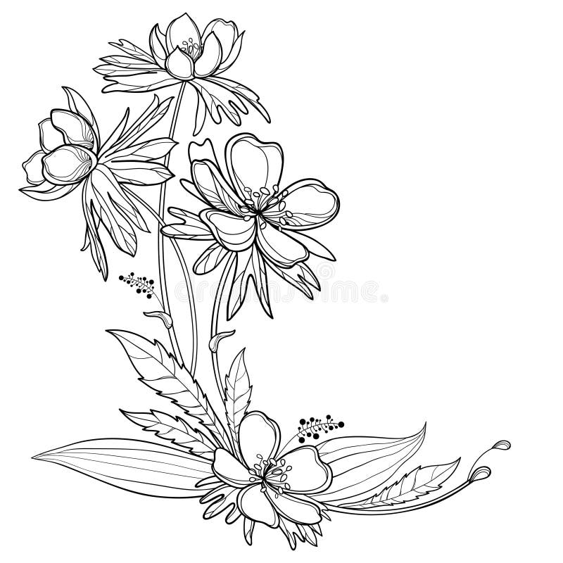 Vector corner bouquet with outline Eranthis or winter aconite flower and leaves in black isolated on white background. Floral bunch with contour Eranthis for spring coloring book. Vector corner bouquet with outline Eranthis or winter aconite flower and leaves in black isolated on white background. Floral bunch with contour Eranthis for spring coloring book.