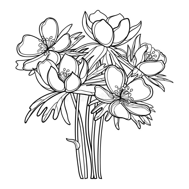 Vector bouquet with outline Eranthis or winter aconite flower and leaves in black isolated on white background. Floral bunch with early flower Eranthis in contour style for spring coloring book. Vector bouquet with outline Eranthis or winter aconite flower and leaves in black isolated on white background. Floral bunch with early flower Eranthis in contour style for spring coloring book.