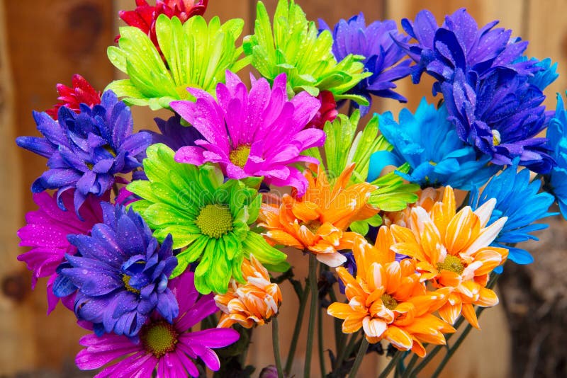 Vibrant purple blue green orange daisies with water drops on the petals stock image Vibrant purple blue green orange daisies with water drops on the petals stock image