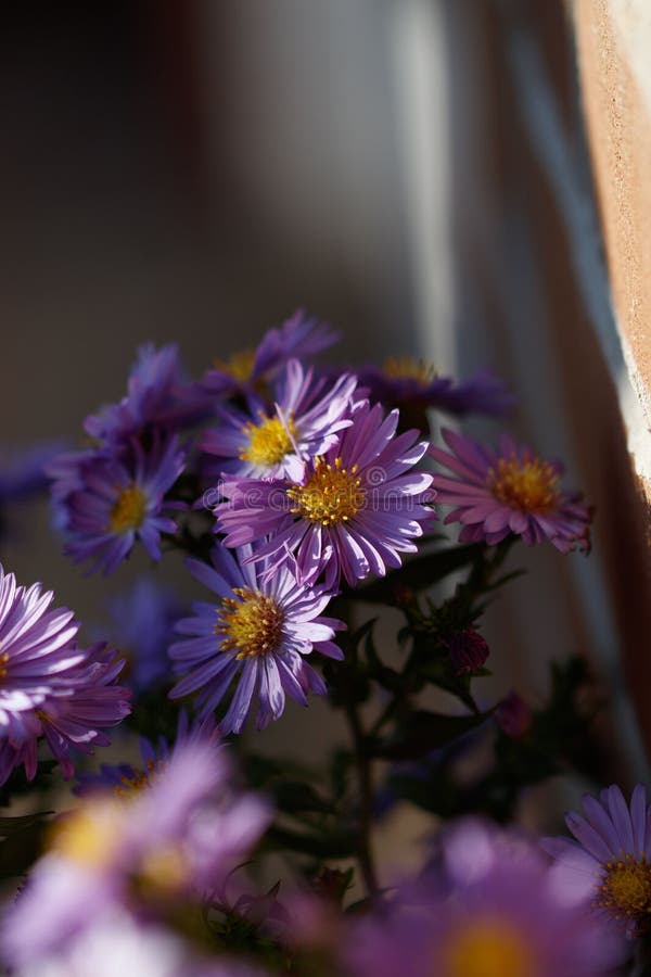 Bouquet of Vibrant Purple Flowers in the Sunlight Stock Image Image