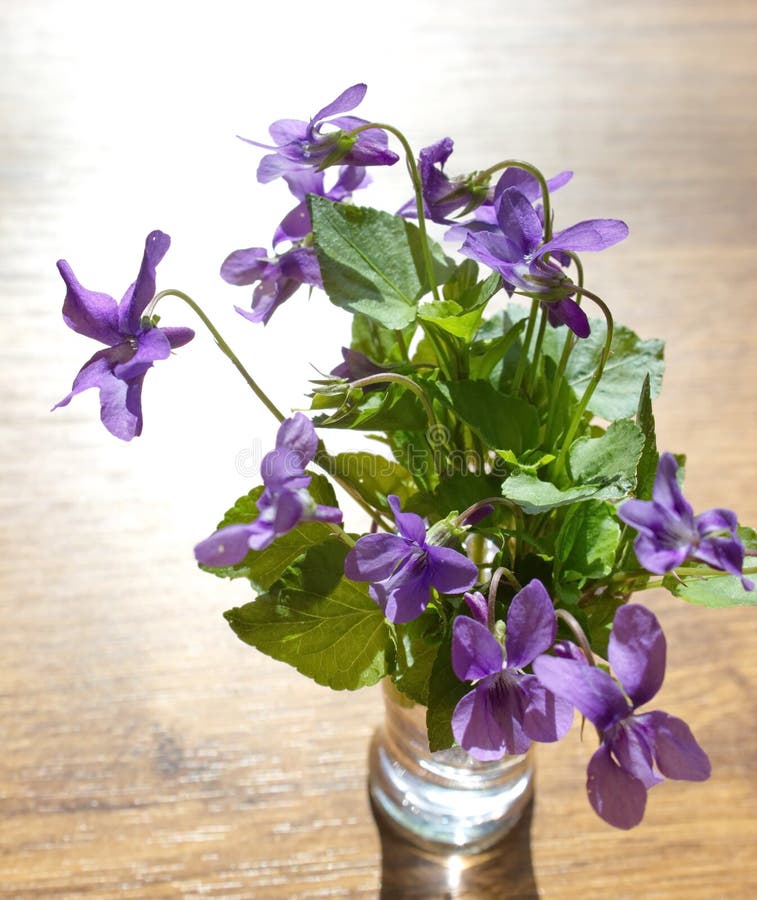 Bouquet of violets stock photo. Image of flowers, gradient 21762066