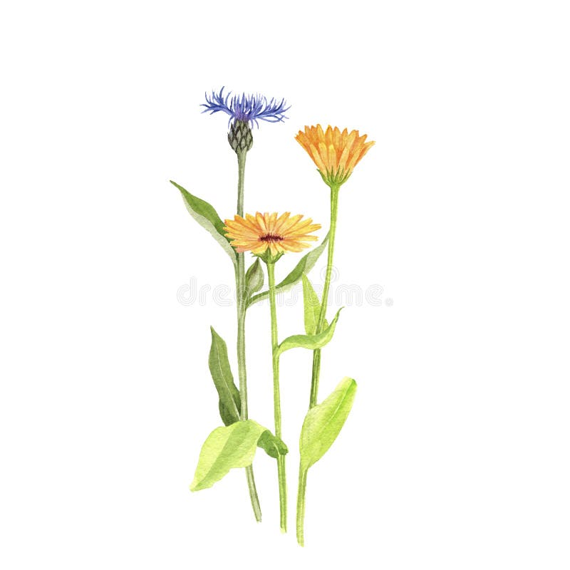 Bouquet of Watercolor Flowers Stock Illustration - Illustration of ...