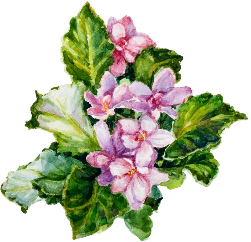 Download Bouquet Of Watercolor Viola Flowers And Green Leaves Stock ...