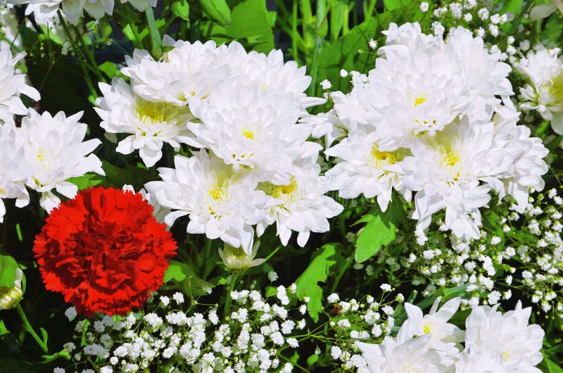 Bouquet of Red Carnations and White Chrysanthemums in a Basket Stock
