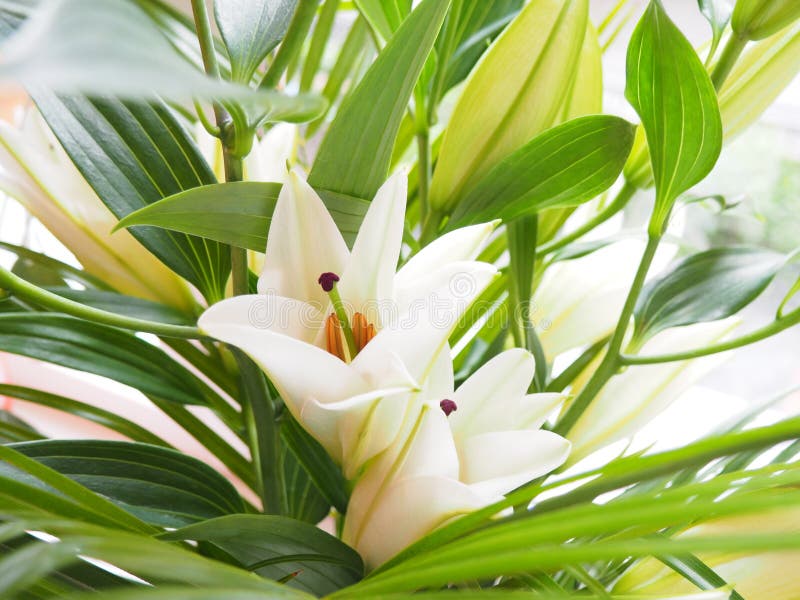 Bouquet of white lilies