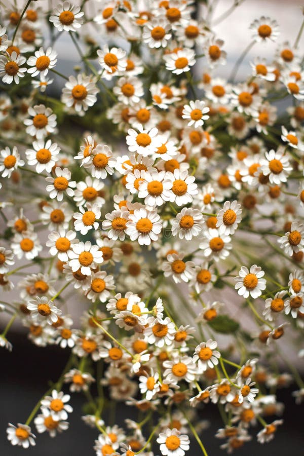 Image result for Little daisies bouquet