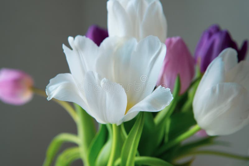 A bouquet of white, pink and purple tulips on a uniform light background. Helsinki, Finland