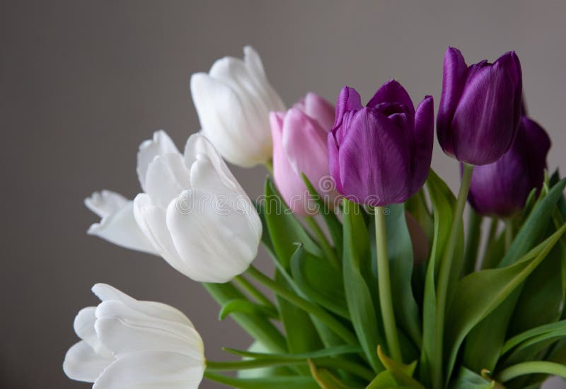 A bouquet of white, pink and purple tulips on a uniform light background. Wedding