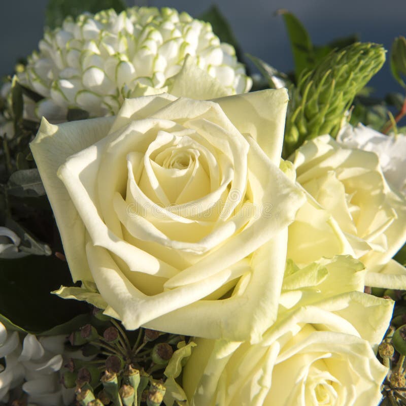 White roses in bouquet stock photo. Image of summer, blooms 50252908