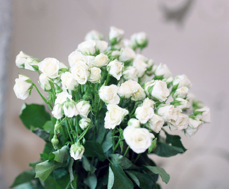 Bouquet of White Roses Anniversary Arrangement Background Stock Photo