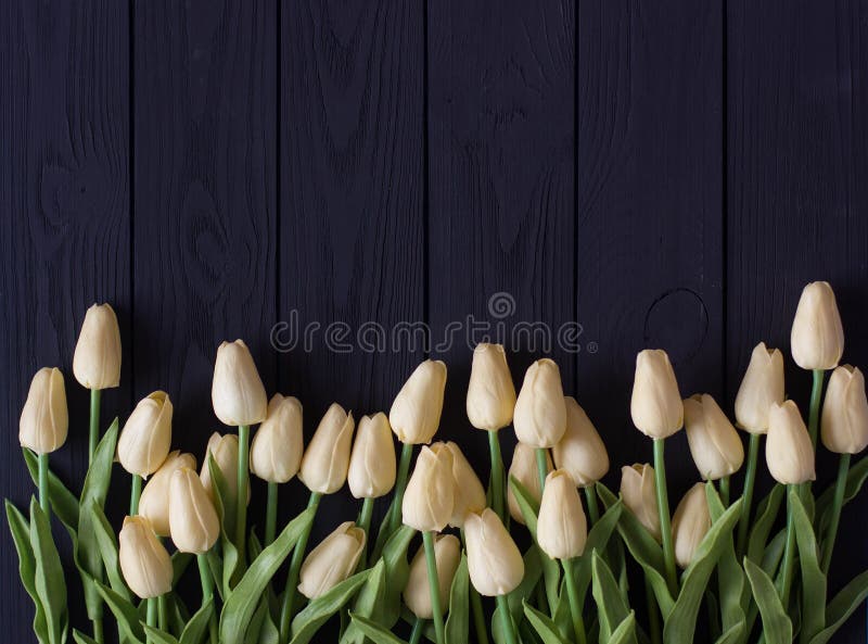 A bouquet of white tulips, on a black wooden background, flat lei, top view copy space.