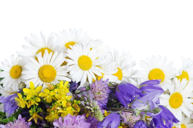 Bouquet of wild camomiles