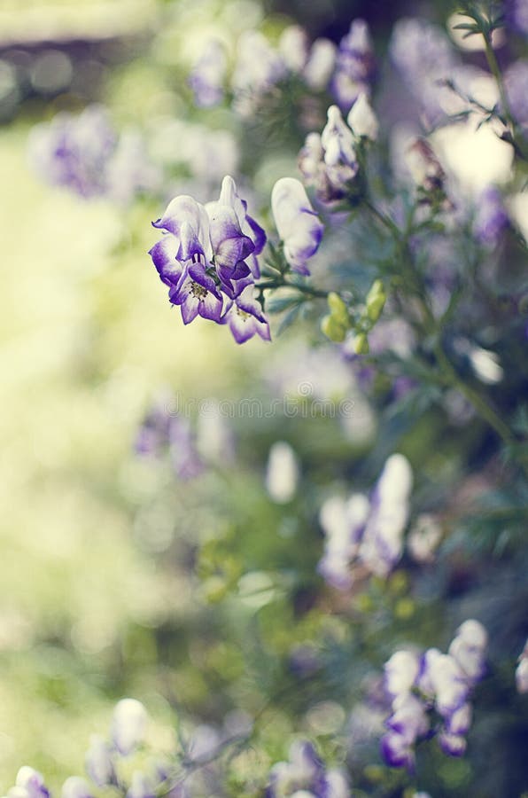 Bouquet of wild flowers of different colors in the vase outdoors royalty free stock image Bouquet of wild flowers of different colors in the vase outdoors royalty free stock image