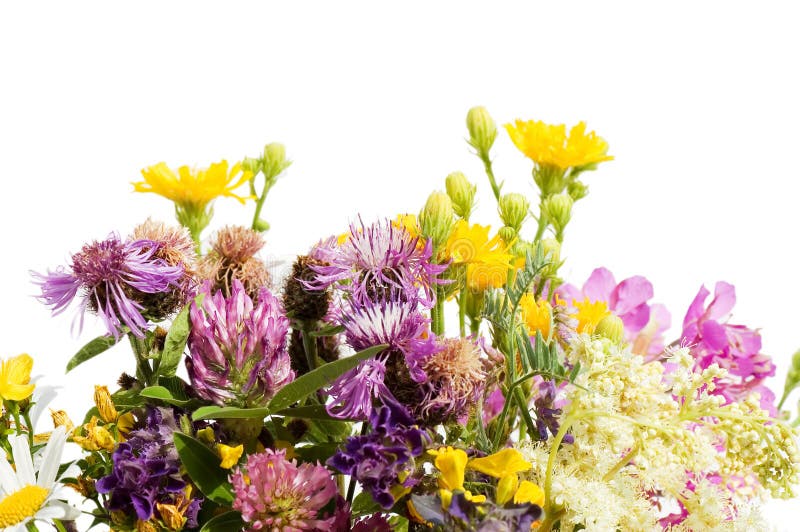 Bouquet of wild flowers isolated