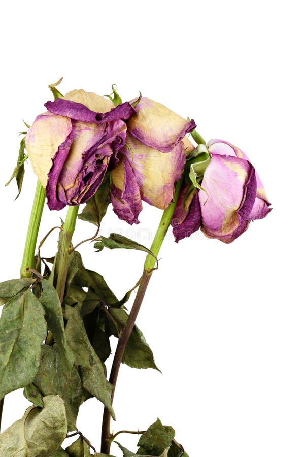 Withered rose stock image. Image of rose, withered, white - 25865033