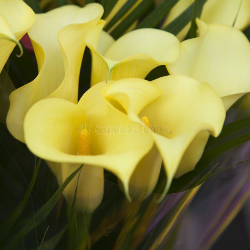 Bouquet of Yellow Calla Lilies. Stock Image Image of pattern, growth 76059913