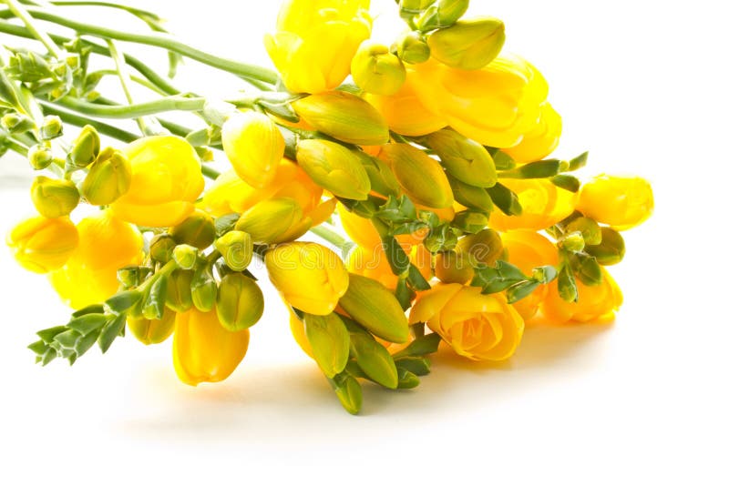 Bouquet of yellow flowers stock photo. Image of celebration 20750246