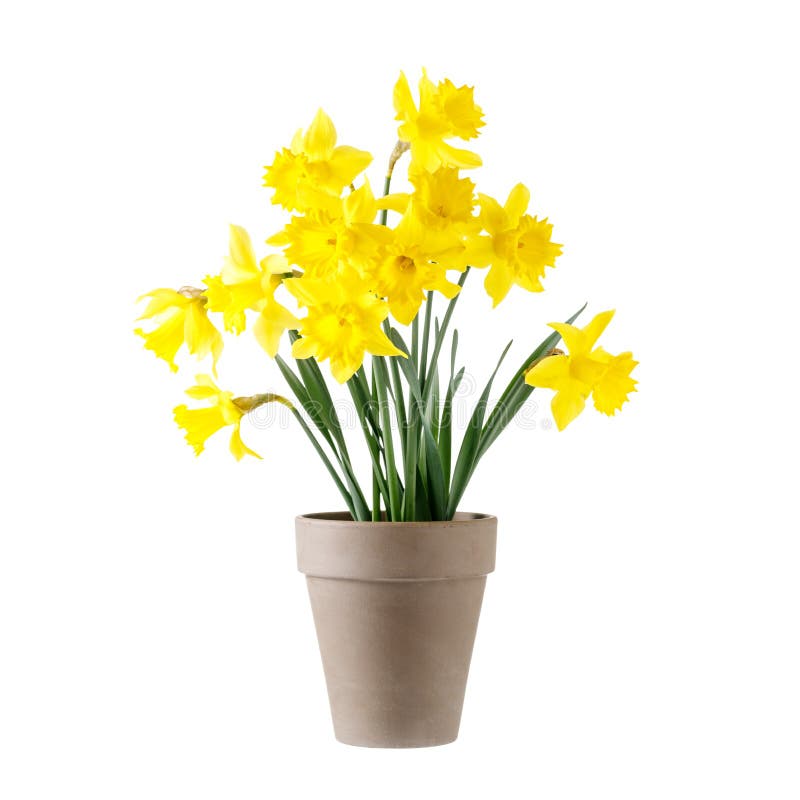 Bouquet yellow garden narcissus flowers in vintage brown clay pot