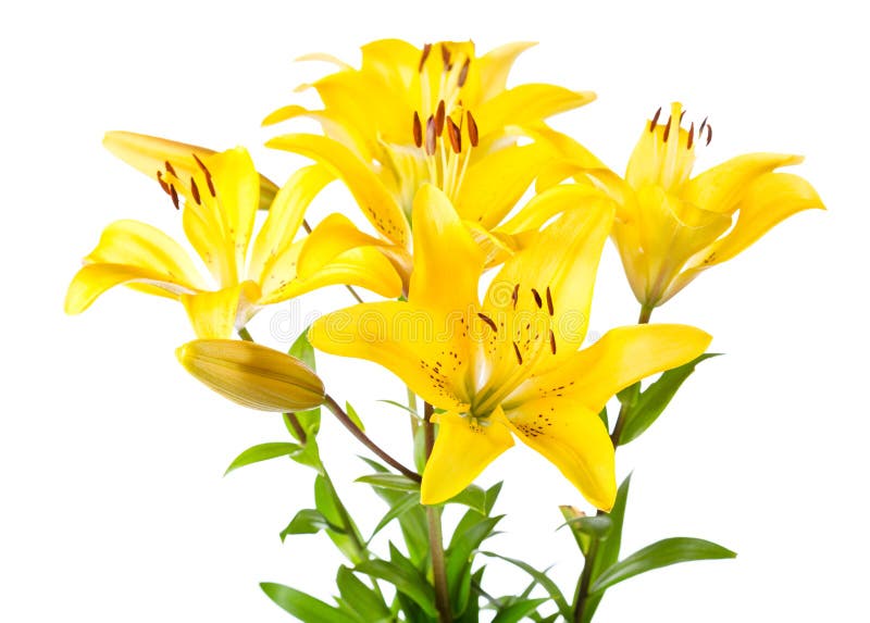 Bouquet of yellow lilies