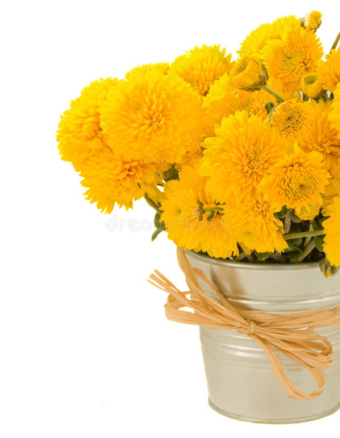 Bouquet of Yellow Mums in Pot Stock Photo Image of bloom, isolated