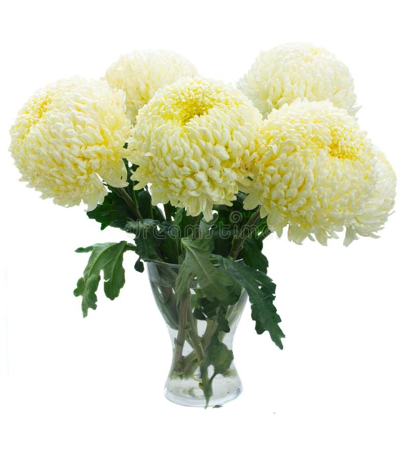 Bouquet of yellow mums stock photo. Image of vibrant - 43556956