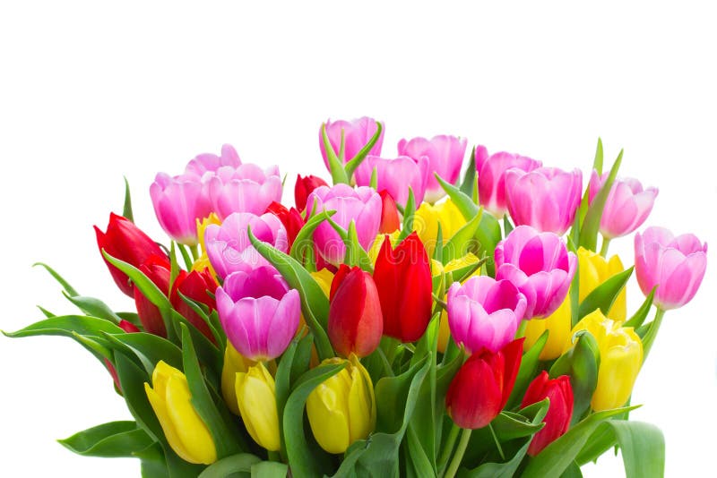 Bouquet of Yellow, Purple and Red Tulips Stock Photo - Image of element ...