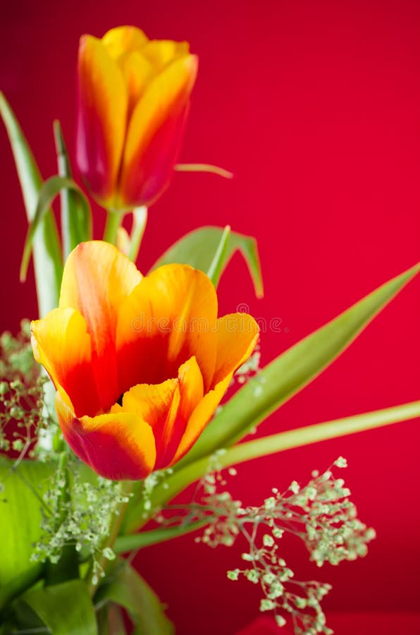 Bouquet of yellow-red tulips