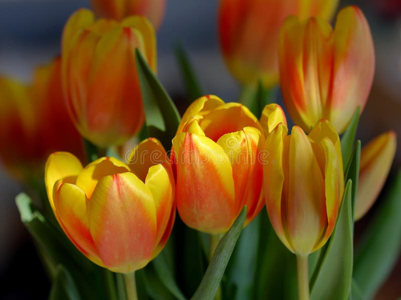 Bouquet of yellow red tulips