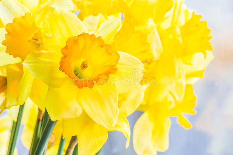 Bouquet of Yellow Spring Daffodils Backlit, Closeup Stock Image Image