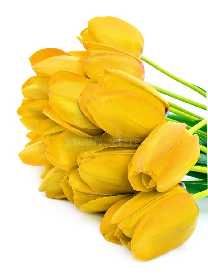 Bouquet of a yellow tulips stock image. Image of plant 11405851