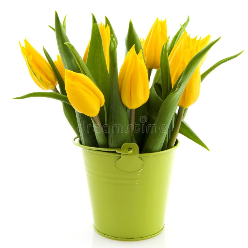 Bouquet yellow tulips stock photos