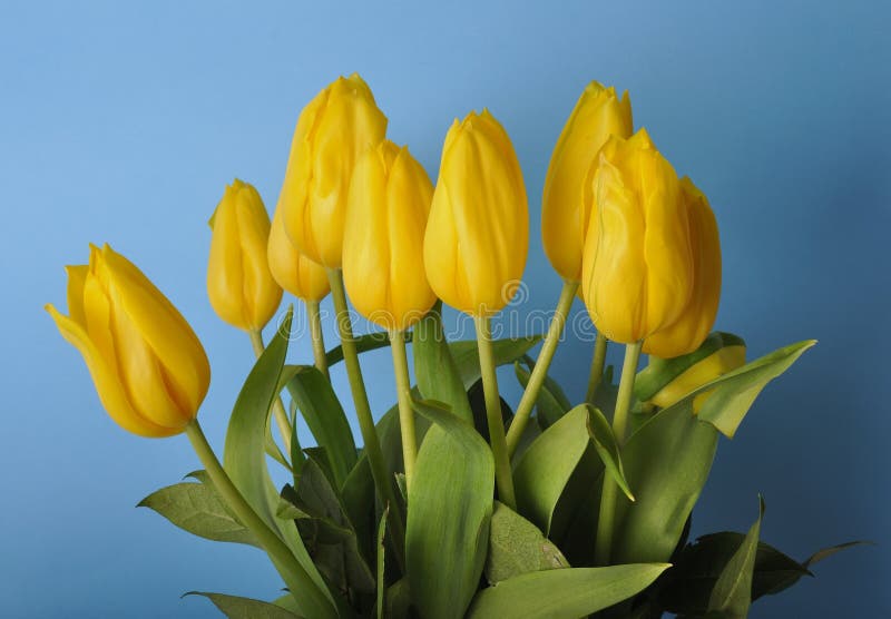 A bouquet of yellow tulips stock photo. Image of flora 161147844