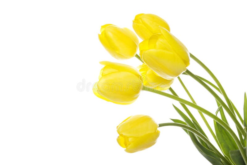 Bouquet of yellow tulips